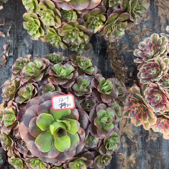 两颗魅金玫瑰歪不包损20