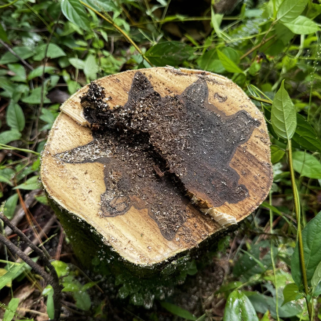 香块原料 薰香 安神助眠 缓解压力 辟邪