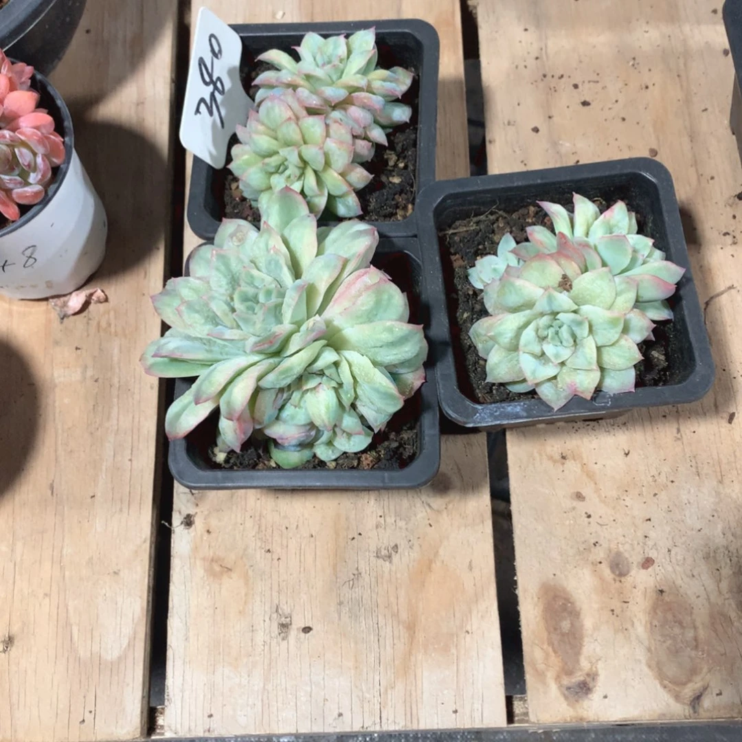 多肉植物泡泡沙多肉