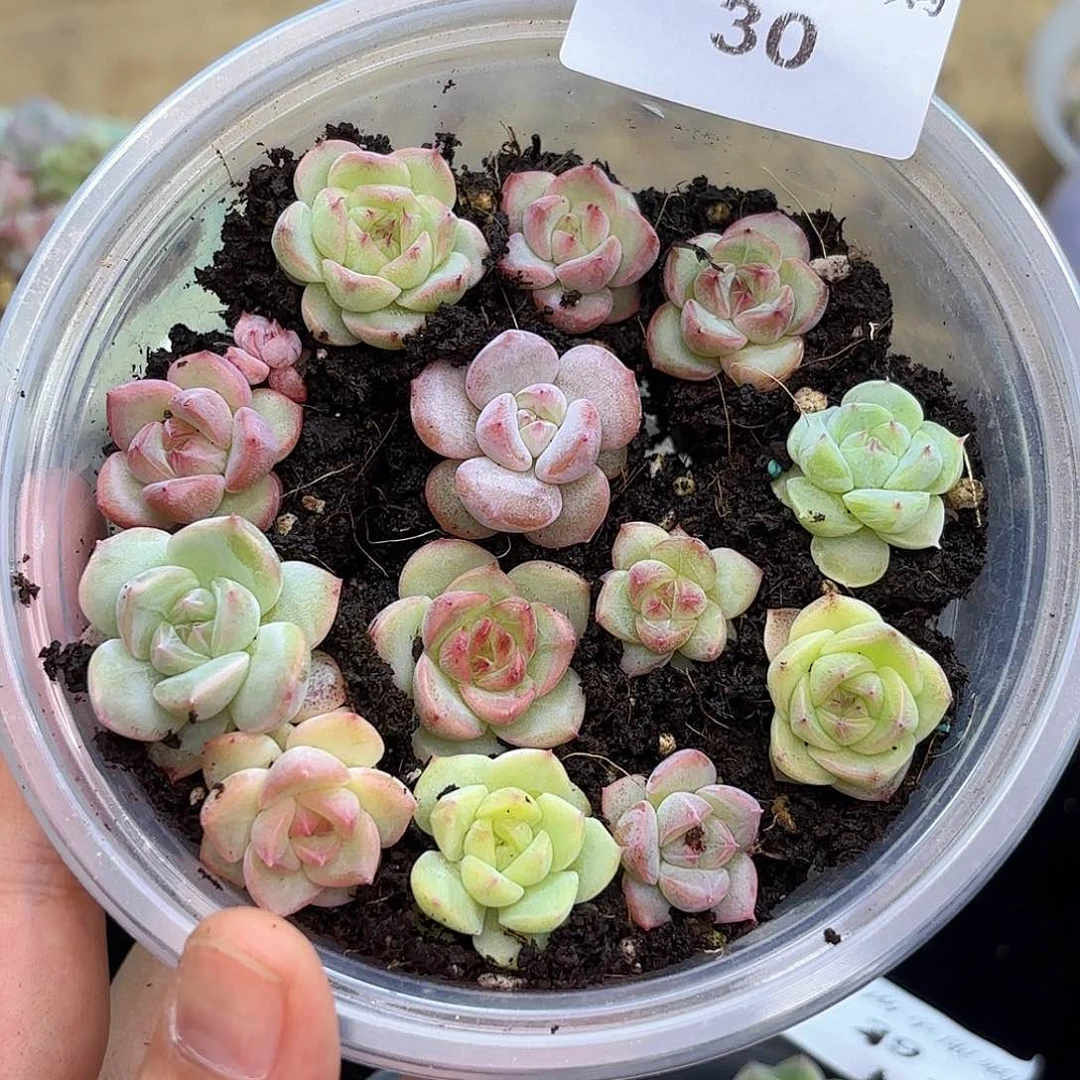 啊*30 新疆西藏内蒙不发货尺寸2到3厘米