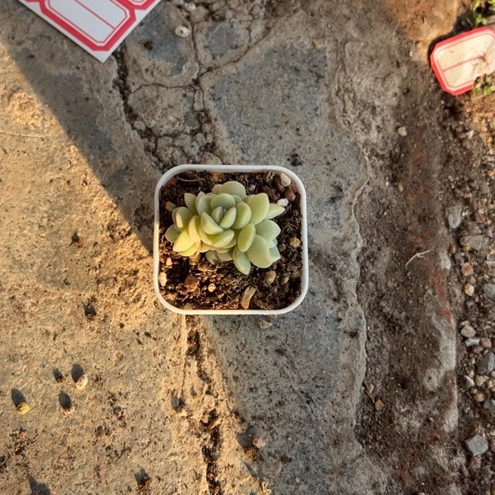 仙人掌一物一拍的