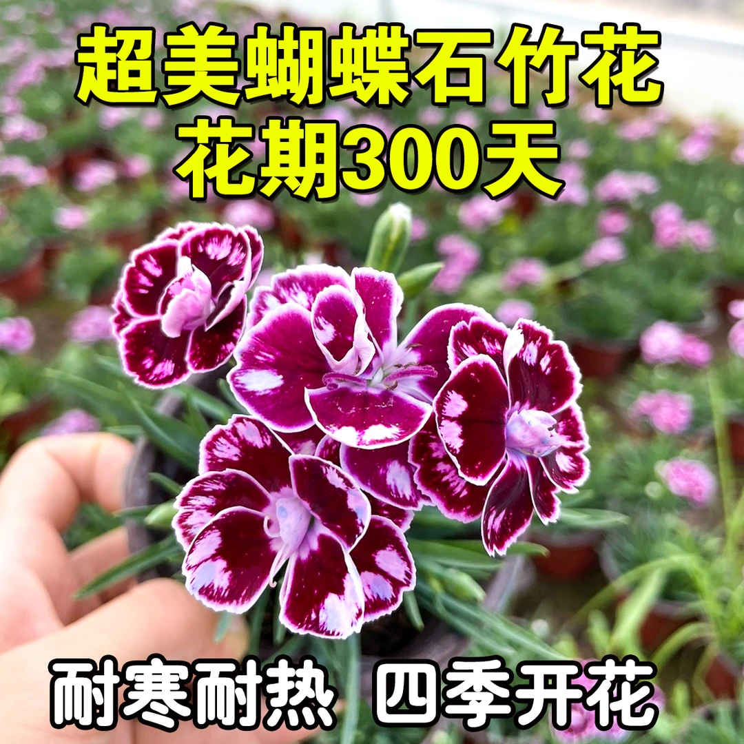 【爆款推荐】超美紫蝴蝶重瓣石竹常年开花庭院多年生耐寒耐热绿植