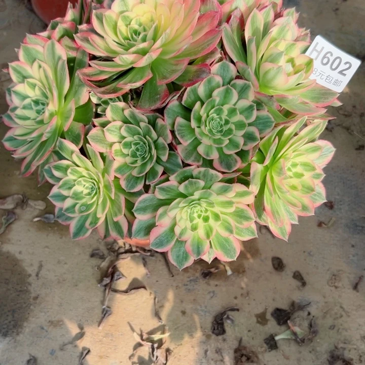 602海王多肉植物的