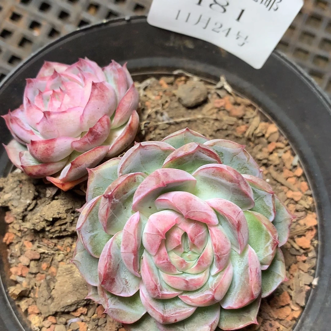 【闪购商品】云481号