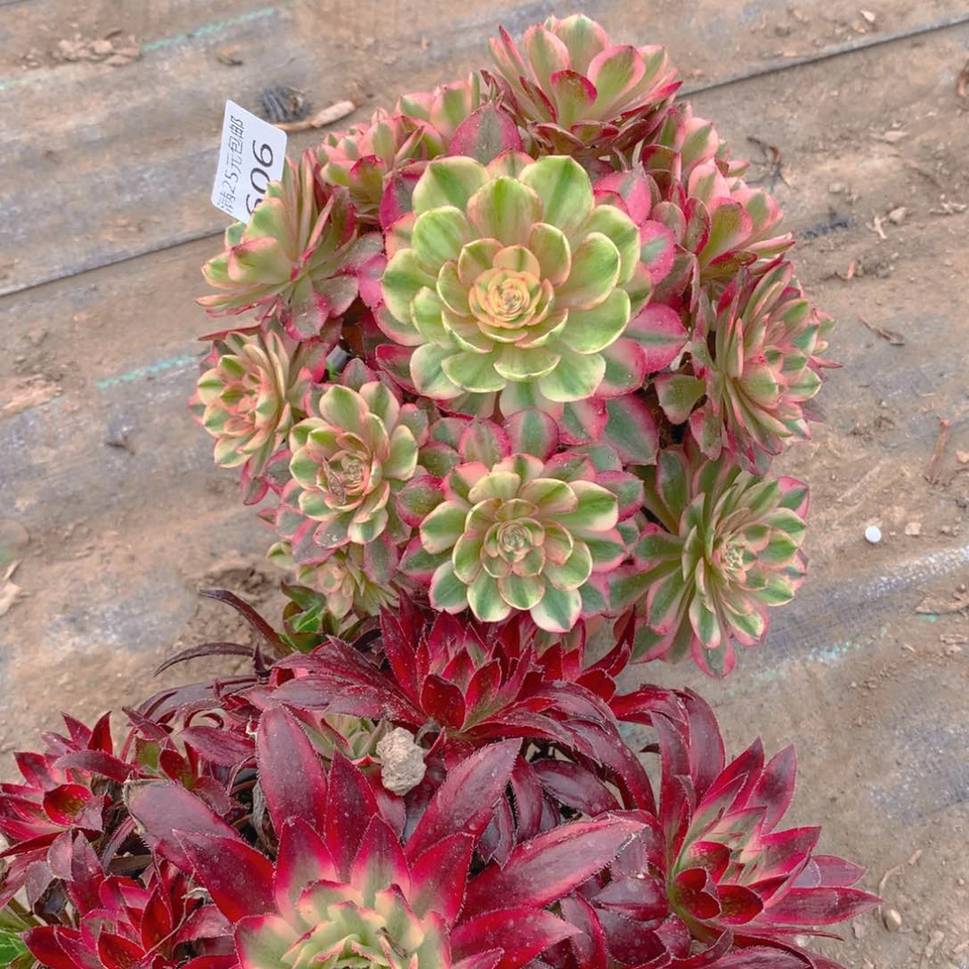 606法师组合2个老桩