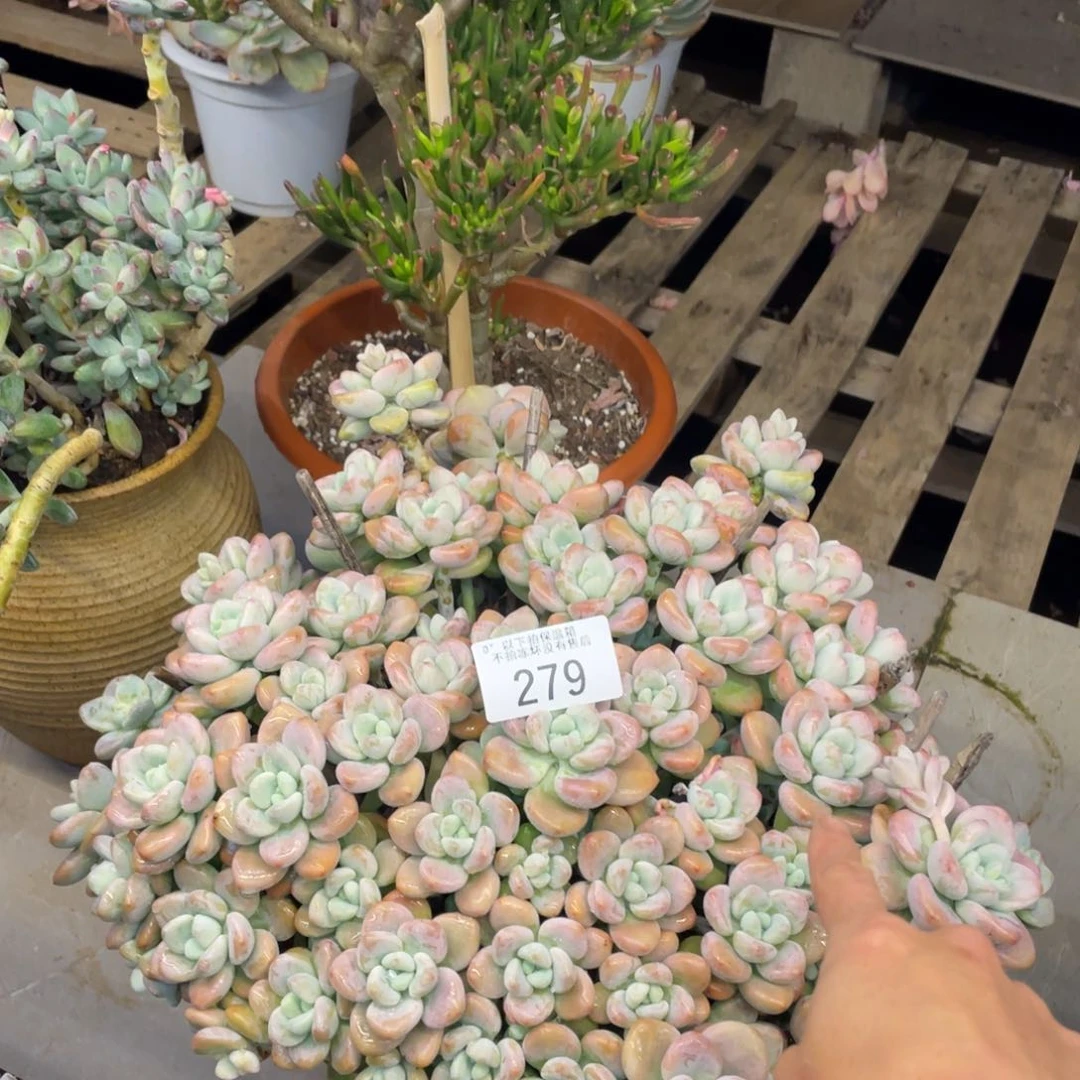 黑大帅多肉279洛神