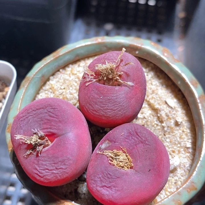 15216一组一组一组