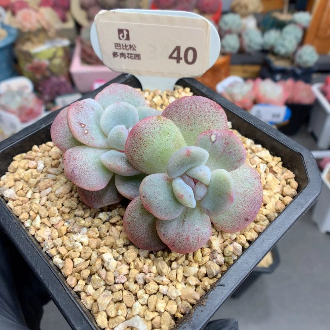 @*豆40 冰玉石化多肉