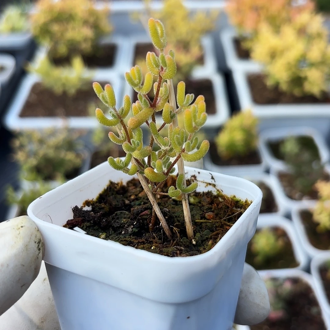 枝干番杏直腿冰糖锦