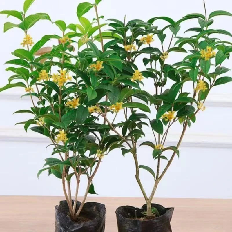 飘香四季桂花盆栽四季开花浓香型树苗阳台庭院带花苞耐寒耐旱植物