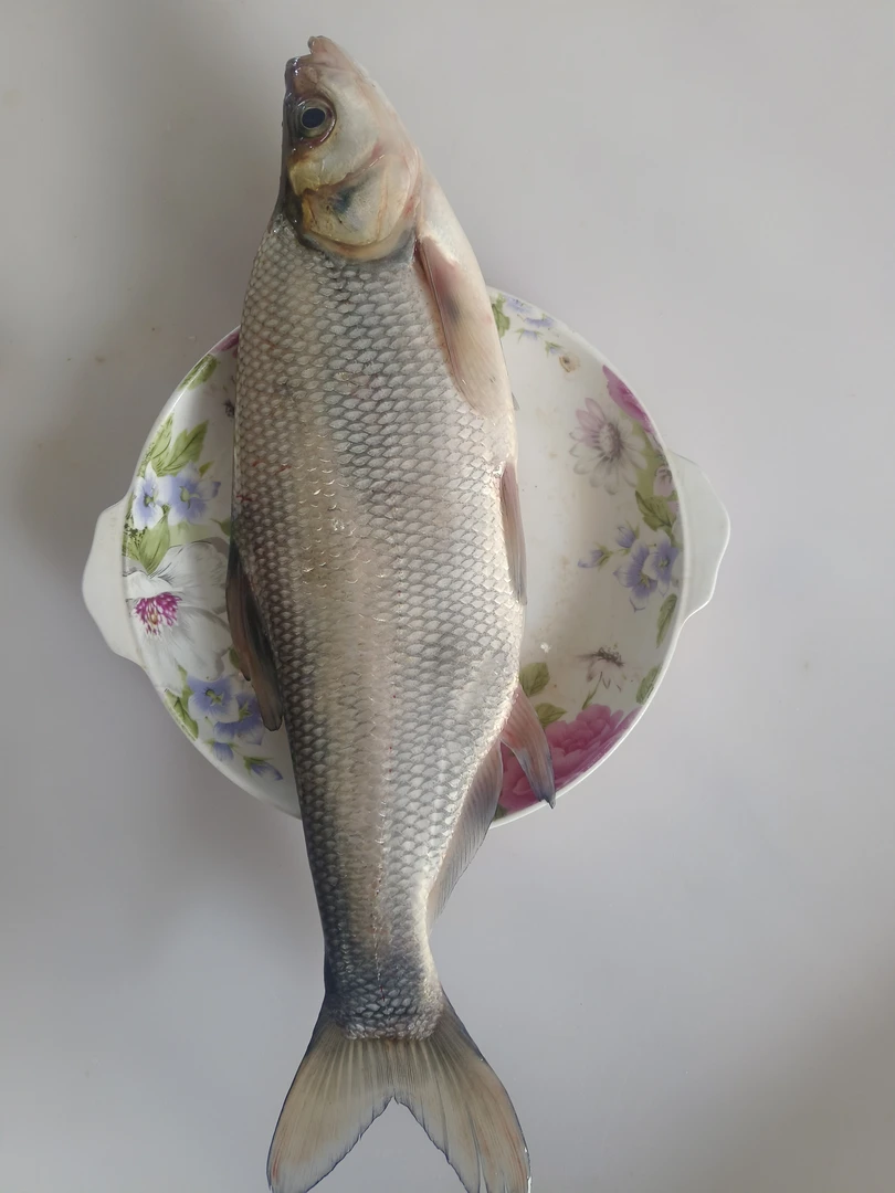 东北冷水白鳟（青稍子5条左右）五斤