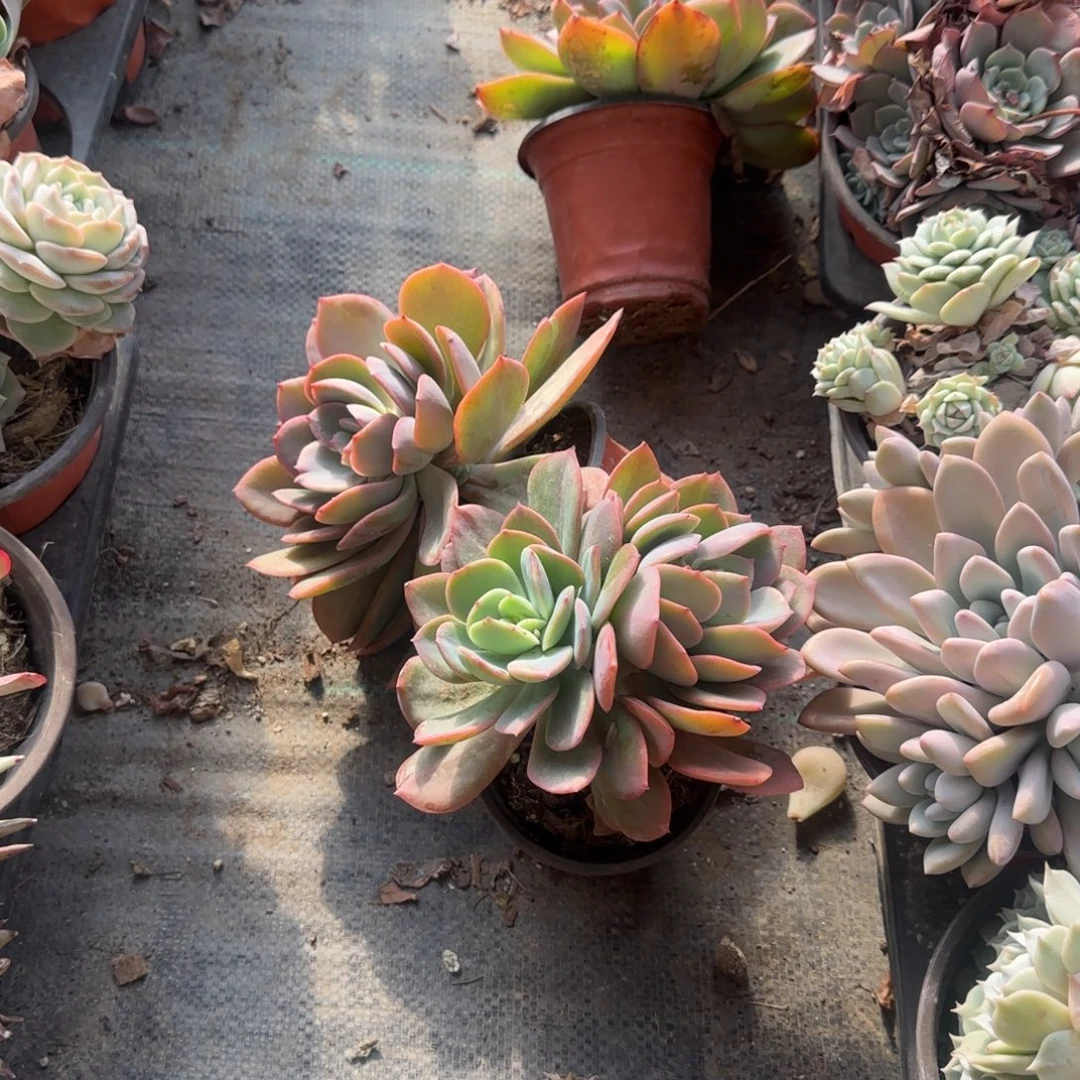 无花朵90绮罗小群