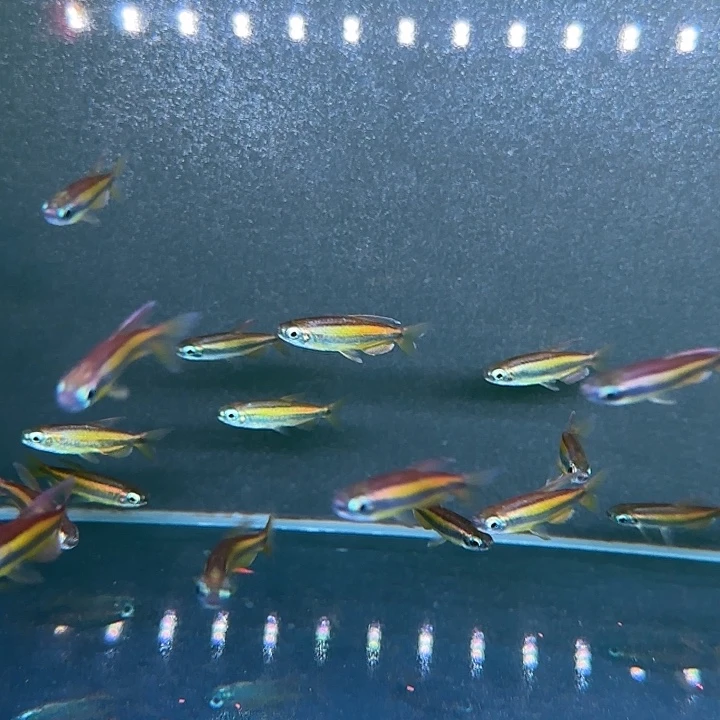 海水鱼刚果二线3条4-5