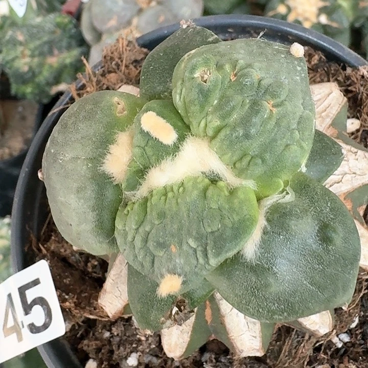 【闪购商品】无花朵?***✌大尤怒涛145