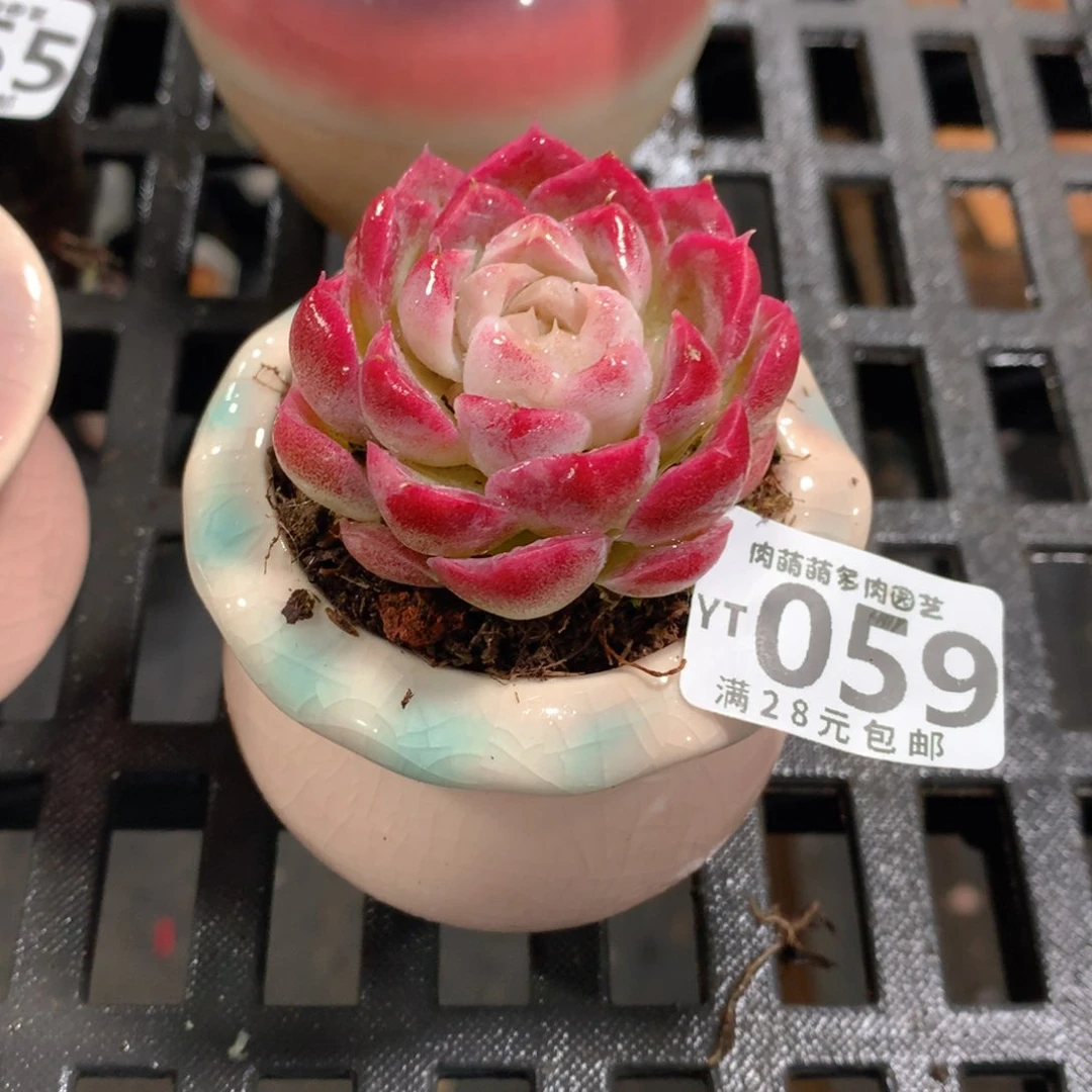 肉萌萌拇指盆精控多肉YT059