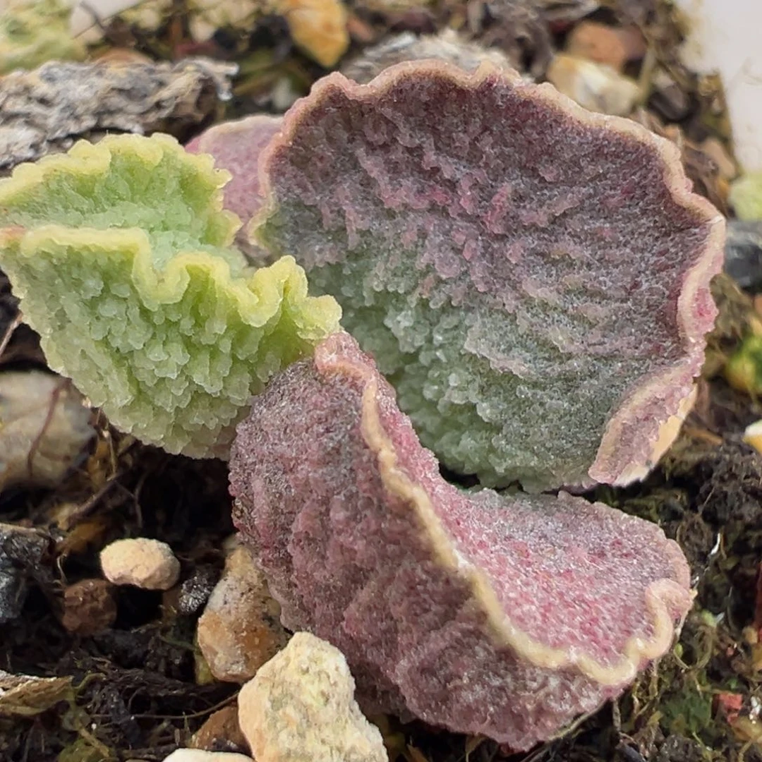 蚌叶皱边实生新品多肉植物