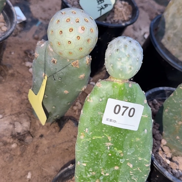 特价超级月球坑070