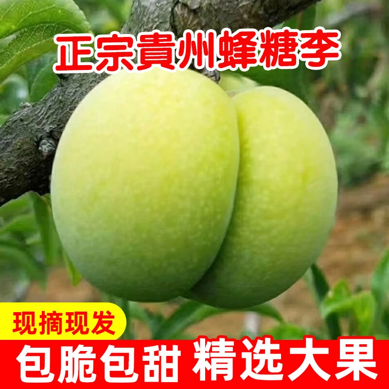 正宗贵州六马蜂糖李纯甜新鲜现摘脱骨青脆应季水果产地直供