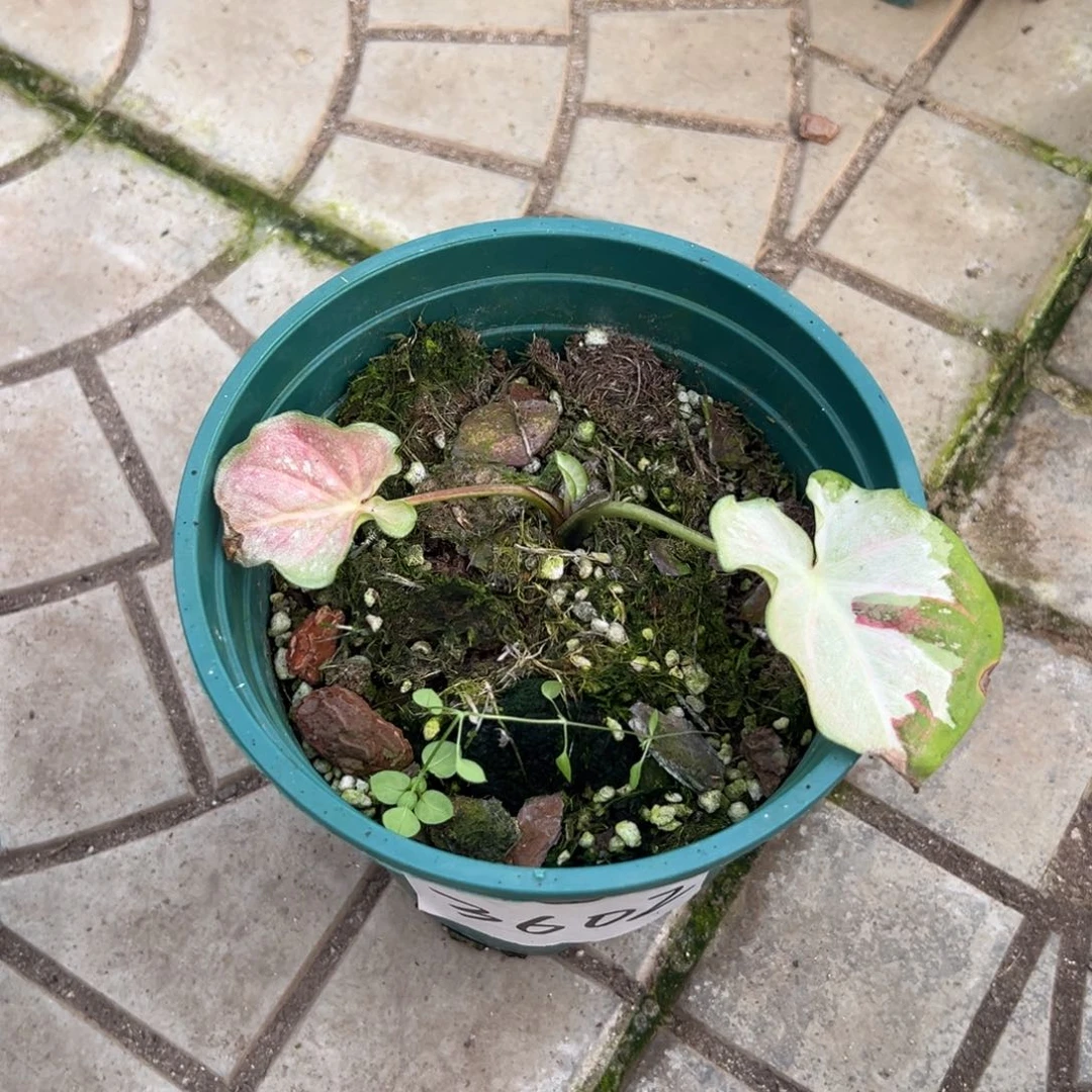 Y***g完全开放一物一拍3602