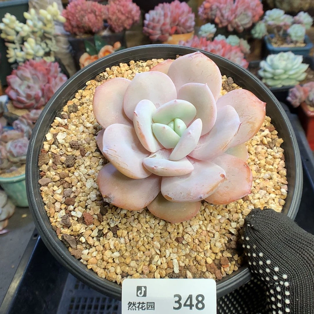 348奶茶多肉植物66666