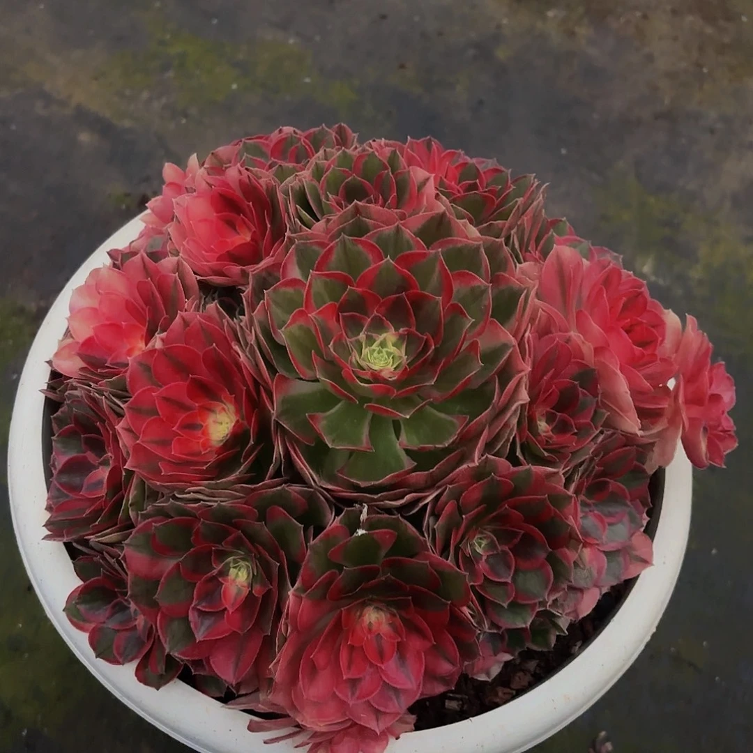 不***遇粉玉芙蓉多肉植物一颗