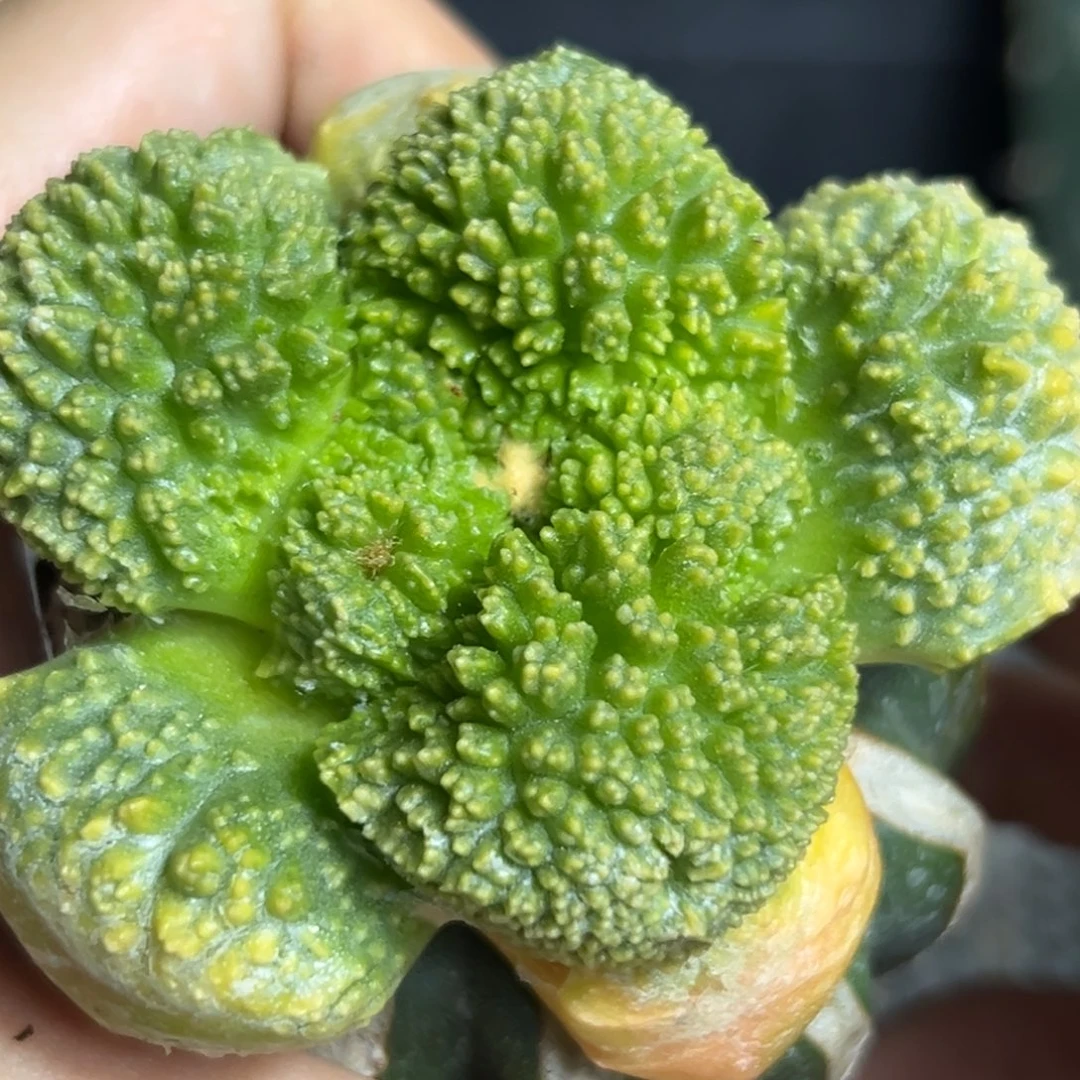 459 仙人球的世界 草球嫁接