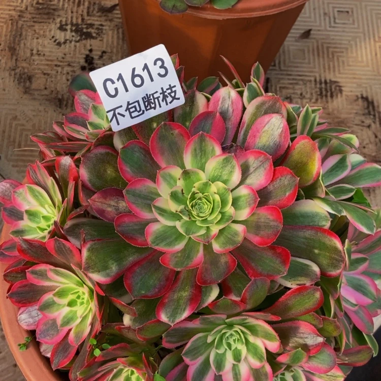 【闪购商品】1613孔雀翎多肉