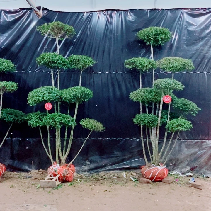 一物一拍一对一对