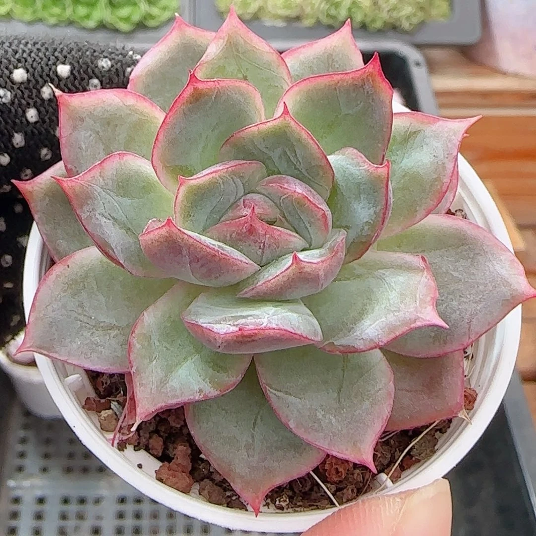 多肉1007--142边线系