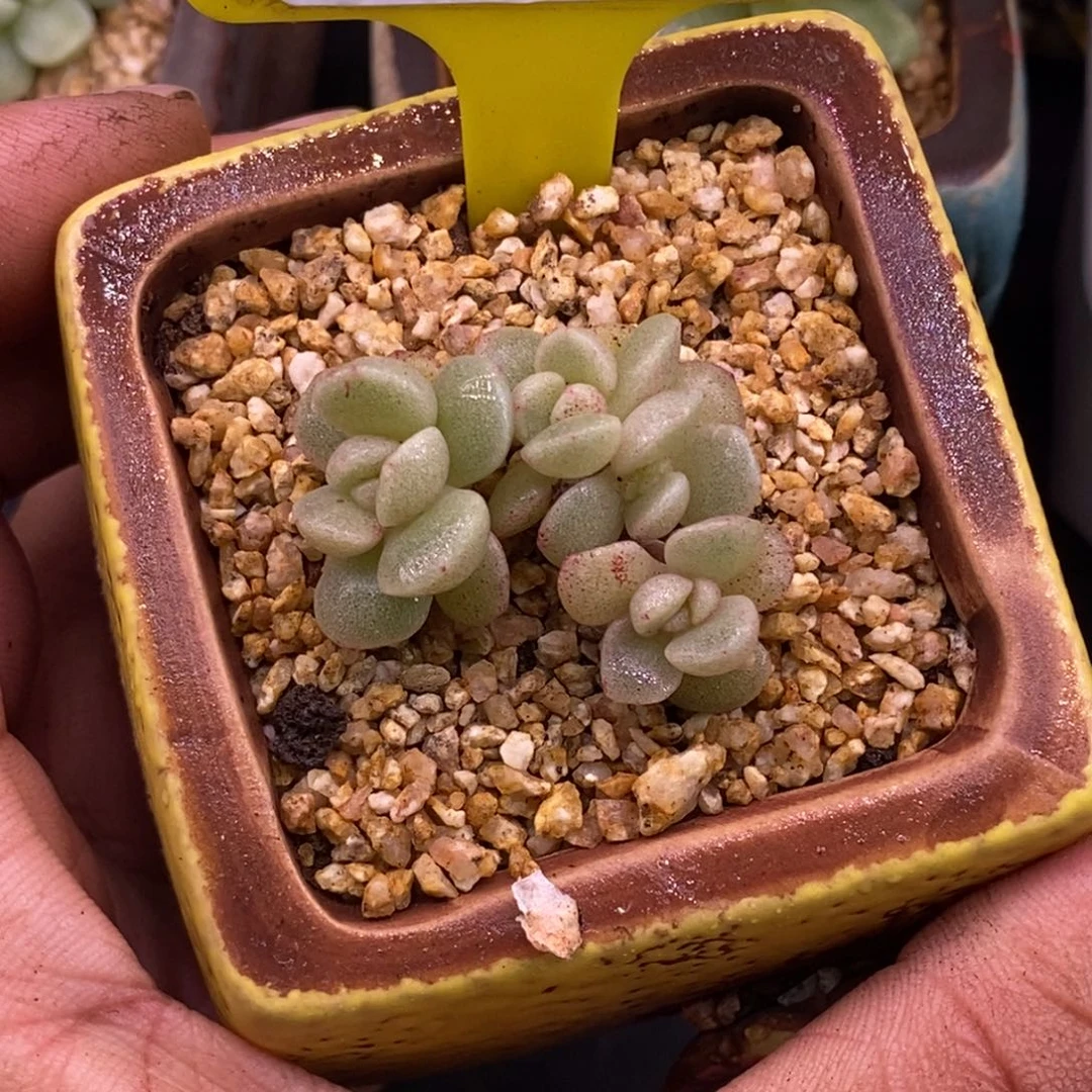 215冰玉石化小脸4头小树