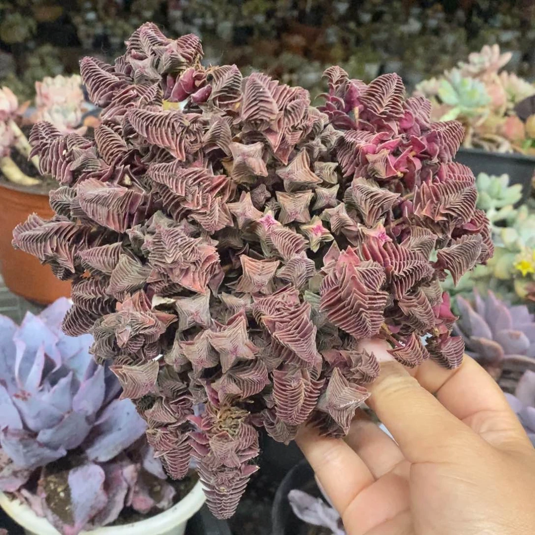 茜之塔散装带盆土发货