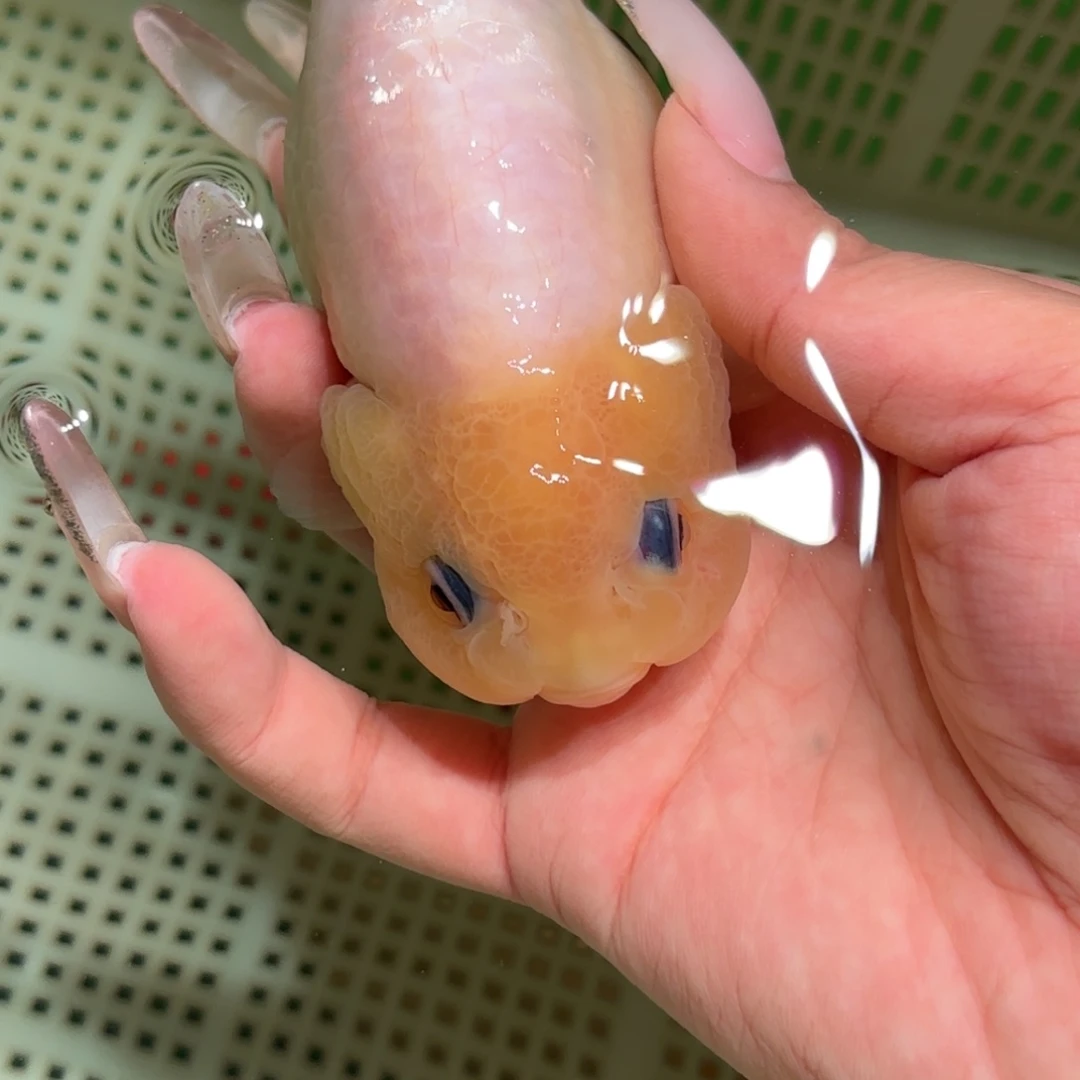 奇***话金鱼拍包装包邮，不拍包装运费到付