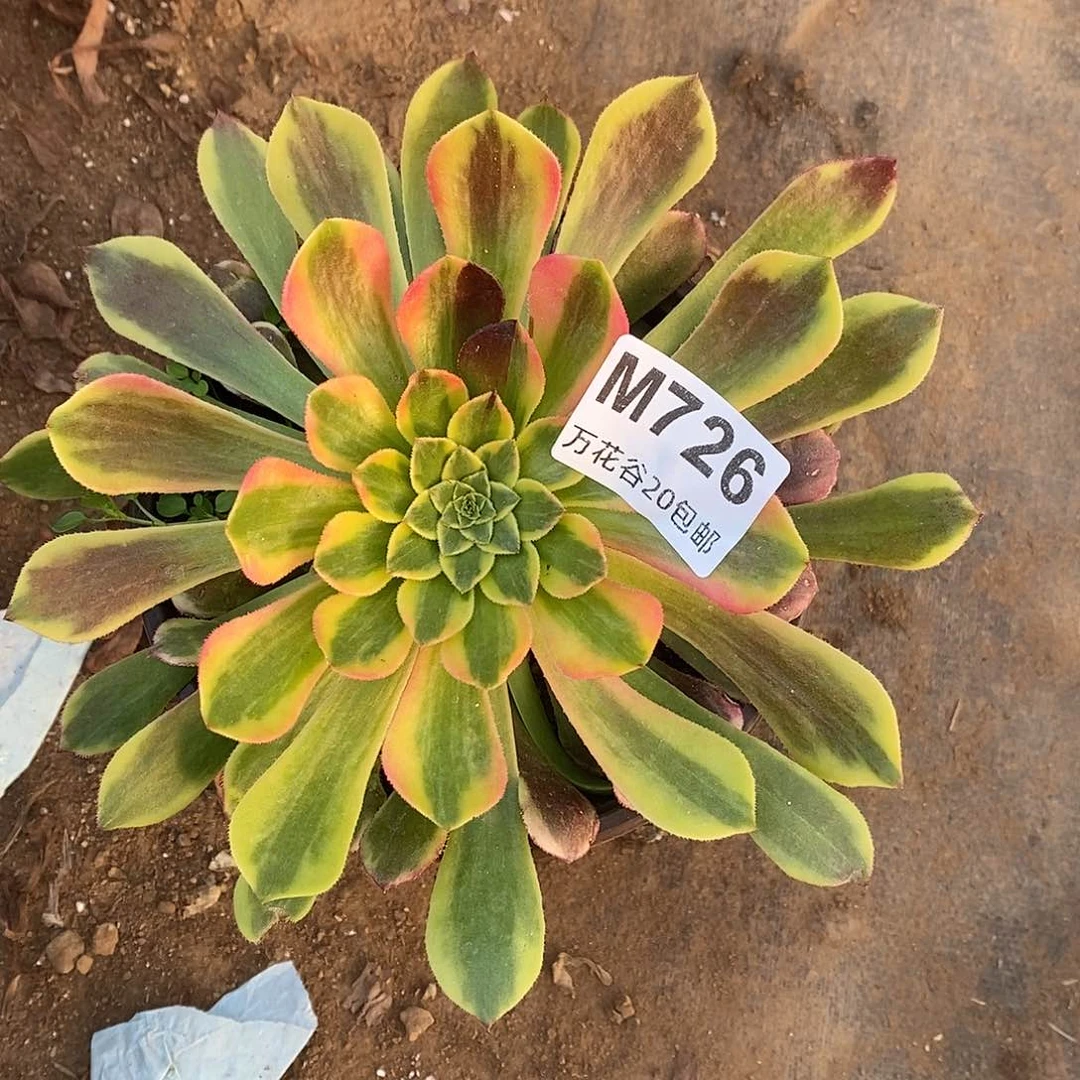726嘉年华多肉植物