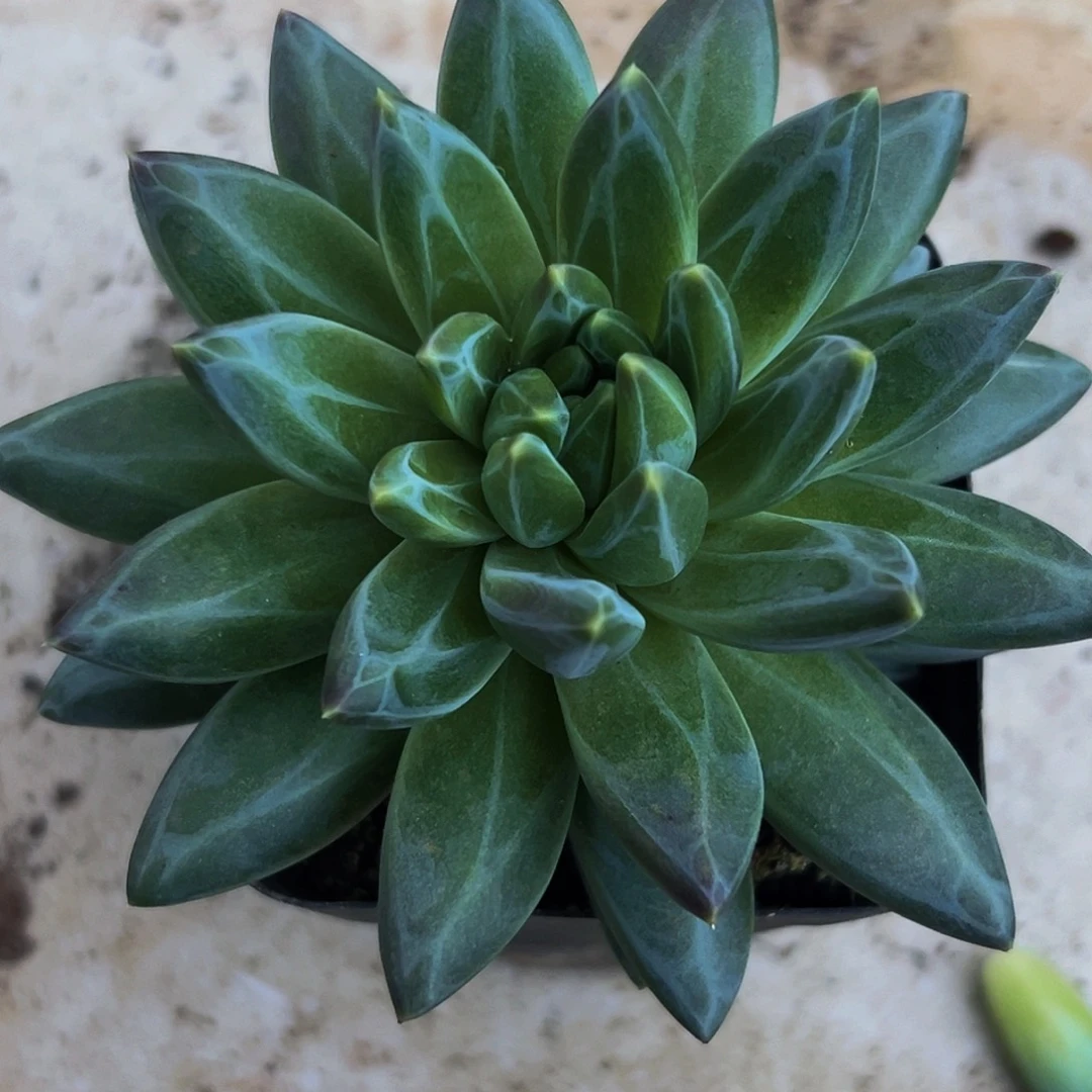 桔云多肉美人精品系列