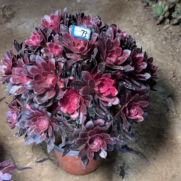逍**云多肉植物法师丽娜48
