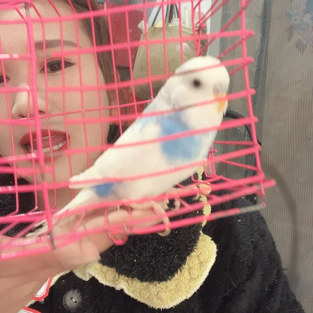 虎皮鹦鹉我的小姐姐