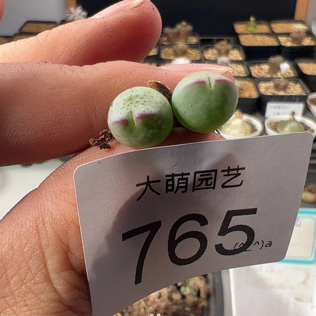 一物一拍。      765