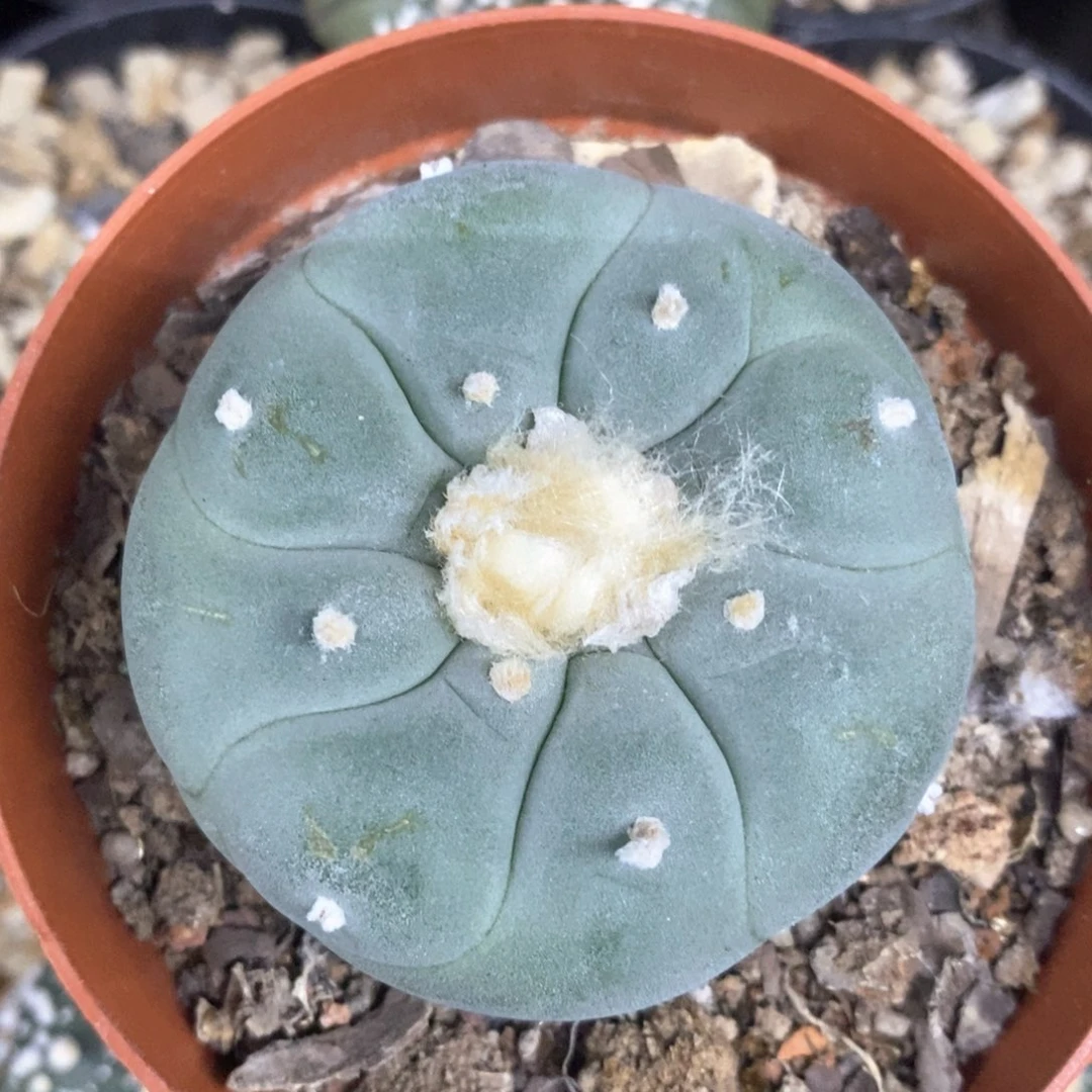 美**晴仙人球的世界里有