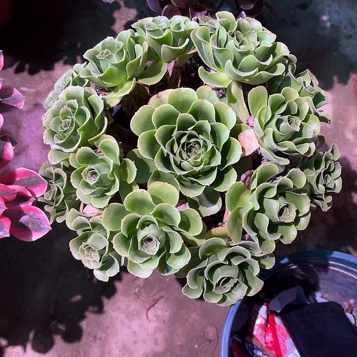 多肉植物绿体魅金00682