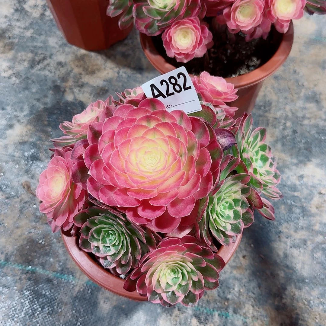 伊*海仙多肉法师282