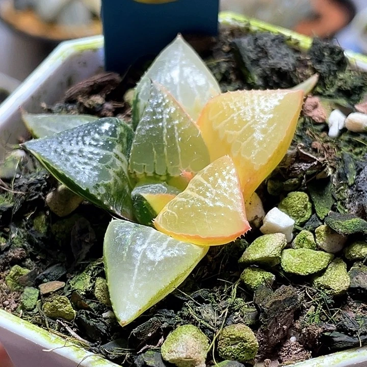 743酒吞锦一物一拍