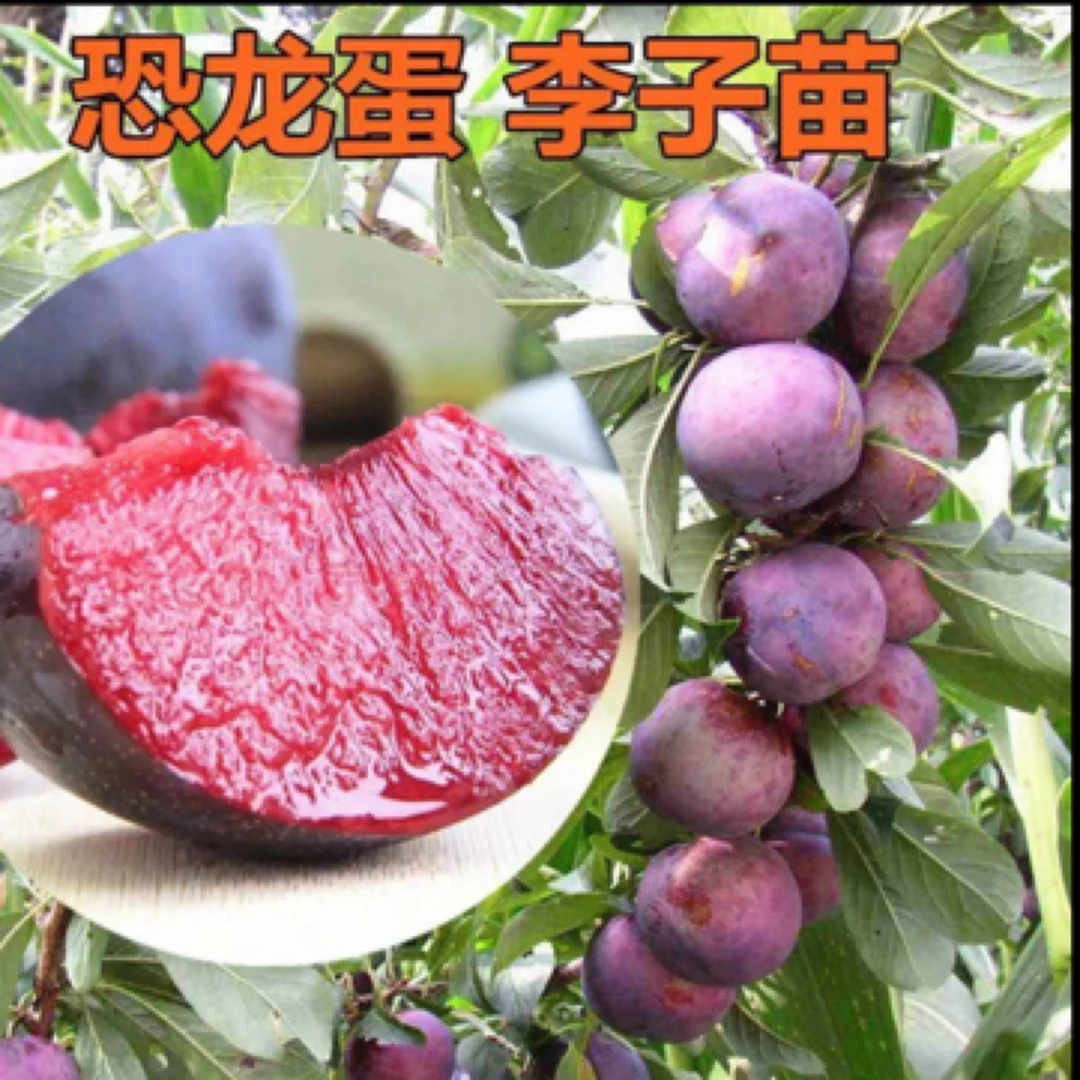 恐龙蛋 红宝石 味帝嫁接李子树苗 盆栽地栽阳台庭院均可栽种