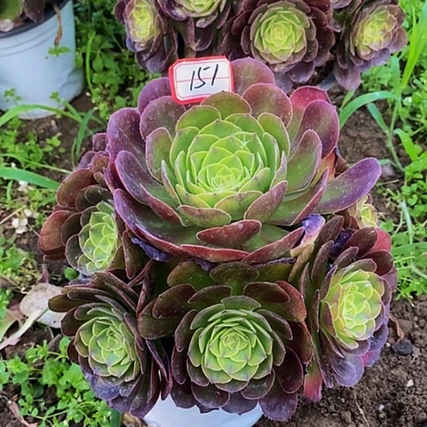 雨荷轮回捧花法师151号