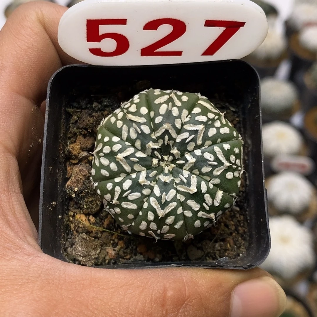 527福利特价来了哦