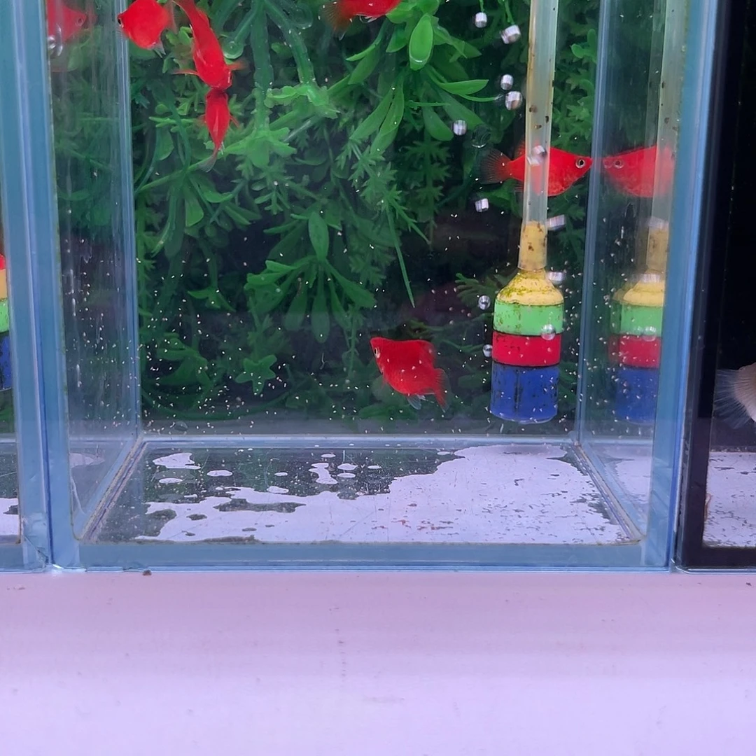 孔雀鱼黑眼红球8+2备损