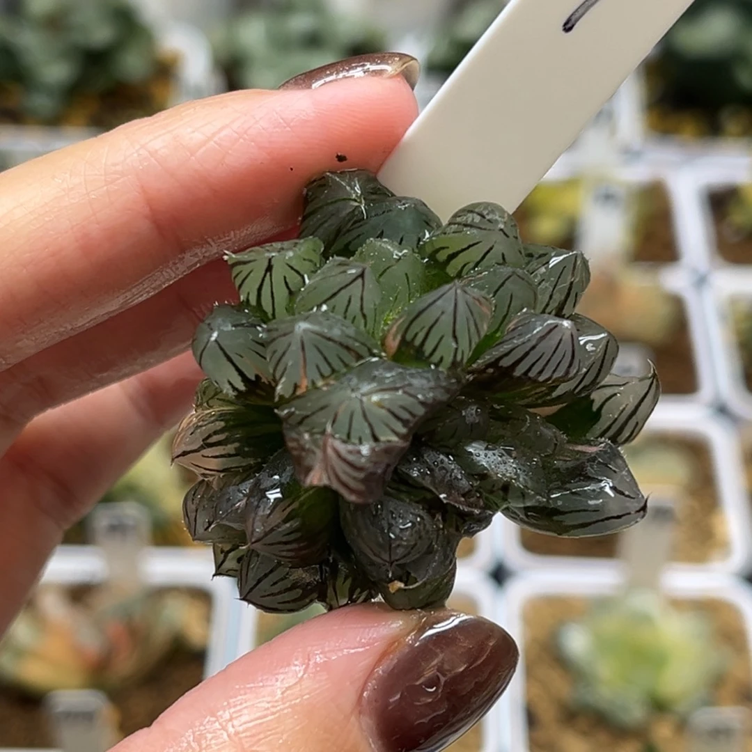 1多头霓虹灯玉露锦（烂根介意勿拍）福利专场