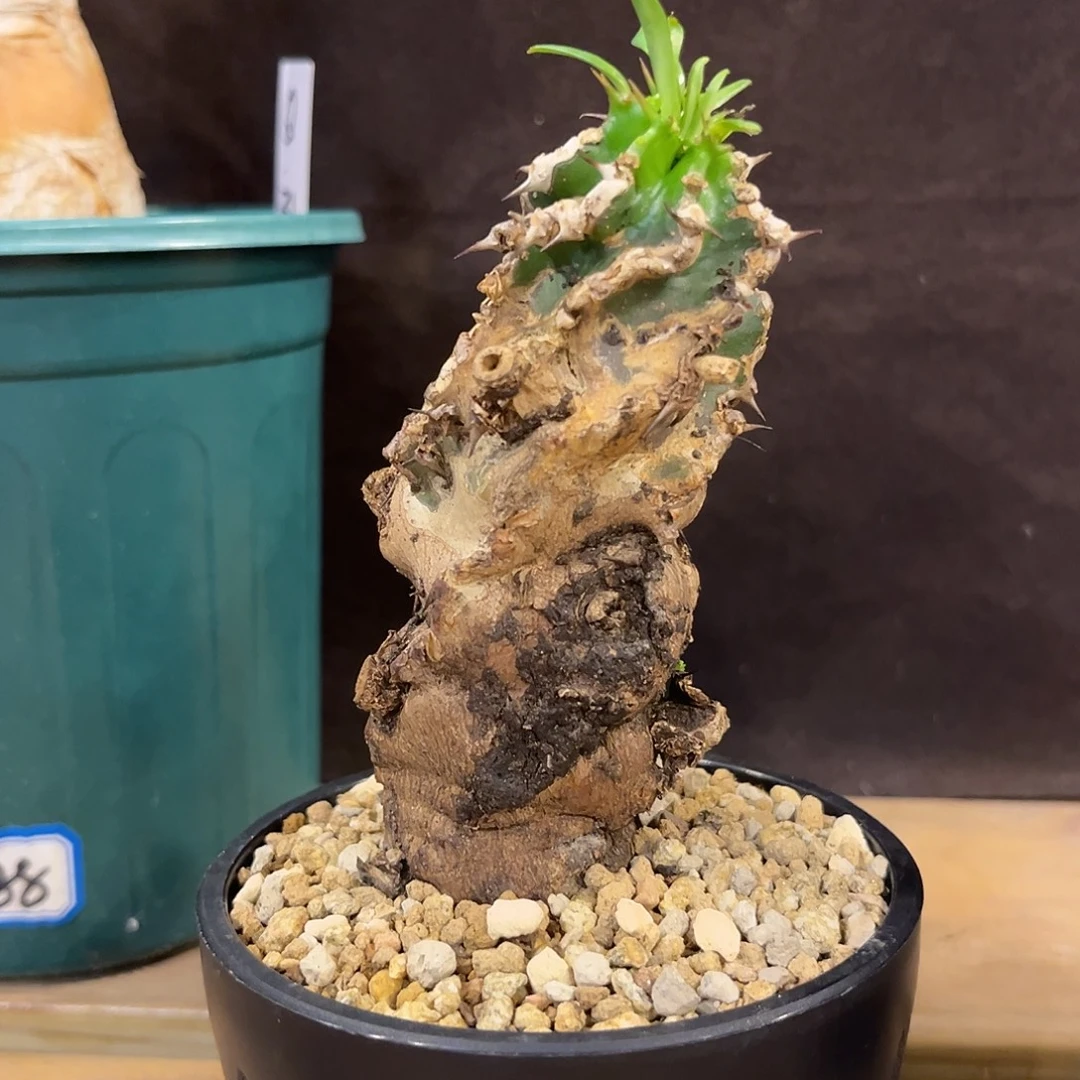 汤圆植物火山大戟