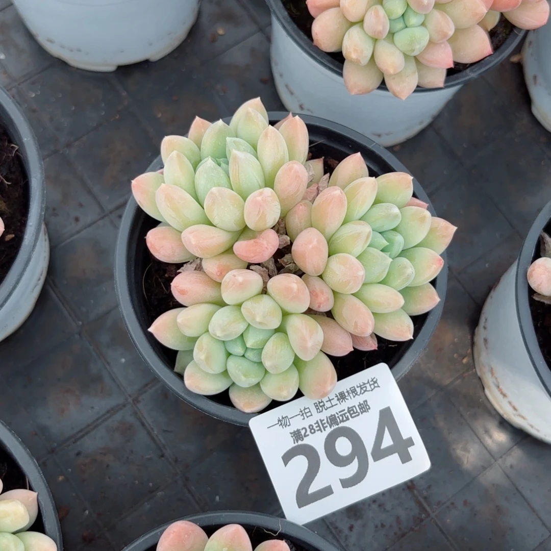 星空美人老桩多肉多肉多肉