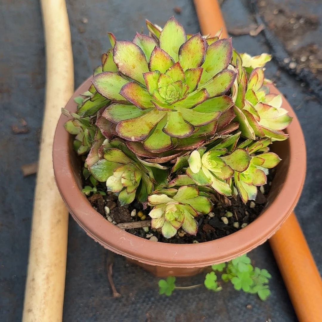 精品多肉植物0000