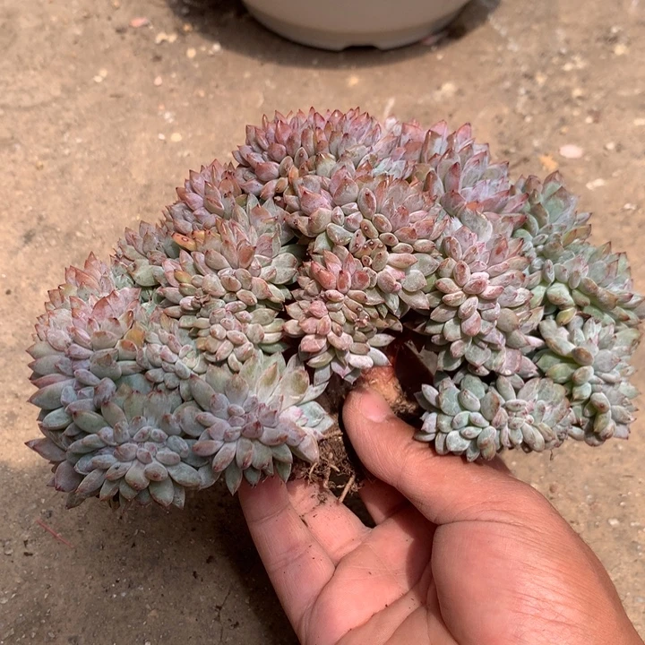 星影缀100头左右潜力股